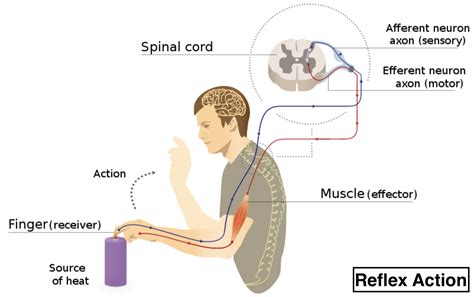 relx atc|reflex arc difference with other nerves.